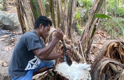 foto mengambil air batang pohon pisang, sumber foto: istimewa
