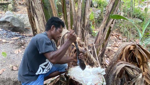 foto mengambil air batang pohon pisang, sumber foto: istimewa