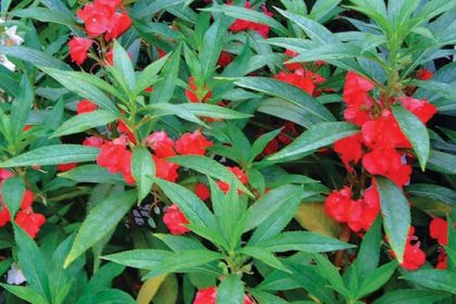 foto bunga pacar air, sumber foto: sumber resmi Greeners.co