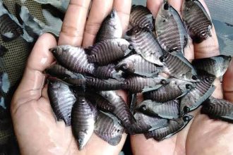 Bibit Ikan Nila, Sumber Foto: Istimewa
