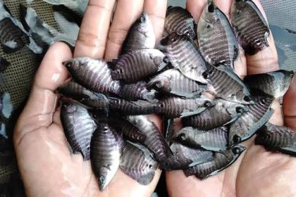 Bibit Ikan Nila, Sumber Foto: Istimewa