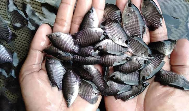 Bibit Ikan Nila, Sumber Foto: Istimewa