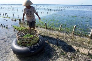 foto petani rumput laut, sumber foto: mangobay