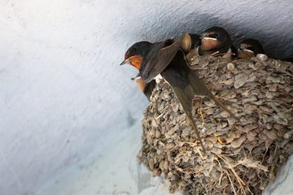 foto burung walet, sumber foto; realffod