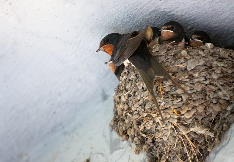 foto burung walet, sumber foto; realffod