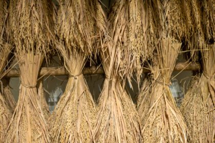 Ilustrasi Lumbung Beras, Sumber Foto: istock