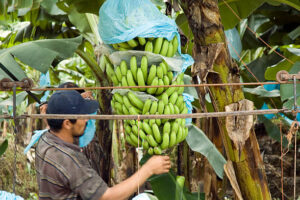 Ilustrasi budidaya pisang Sumber Foto: Istockphoto