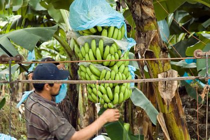 Ilustrasi budidaya pisang Sumber Foto: Istockphoto