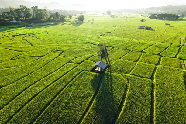 Ilustrasi persawahan Sumber Foto: Istockphoto