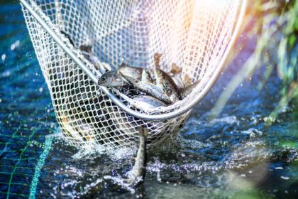 Ilustrasi tambak ikan nila Sumber Foto: Istockphoto