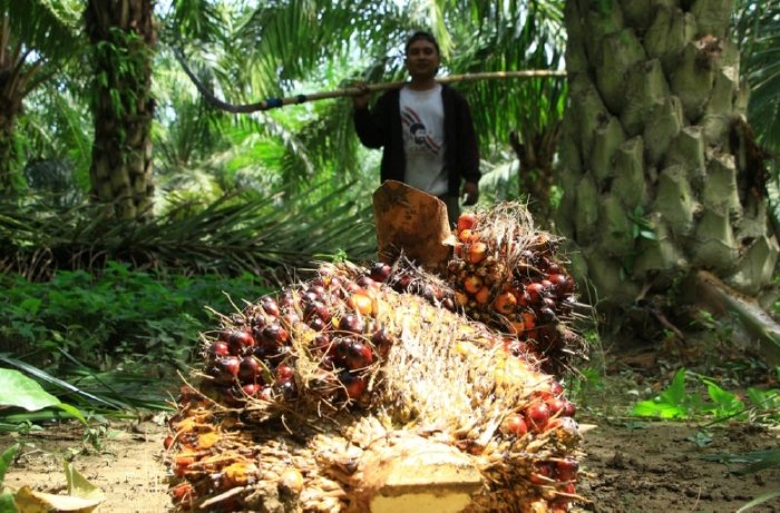 Dinas Petanian Bantu Petani Sawit Kantongi Sertifikat ISPO–RSPO. Sumber: acehprov.go.id