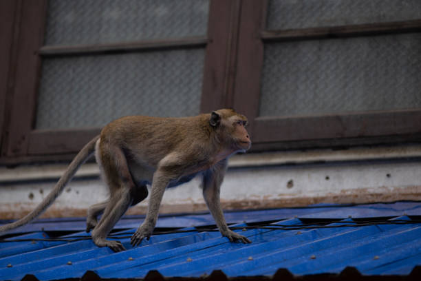 Ilustrasi Monyet. Sumber foto: iStock.