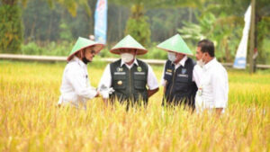 Lahan Rawa Sumsel Jadi Alternatif Petani Padi. Sumber: ppid.pertanian.go.id