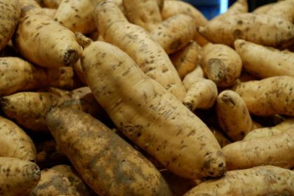 Ubi jalar madu. Sumber foto: iStock.