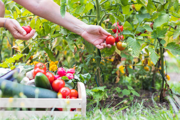 Ilustrasi kebun sayur-sayuran. Sumber foto: iStock.