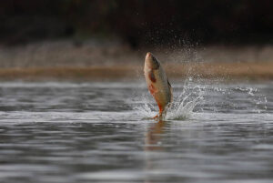 Ilustrasi ikan. Sumber foto: iStock.