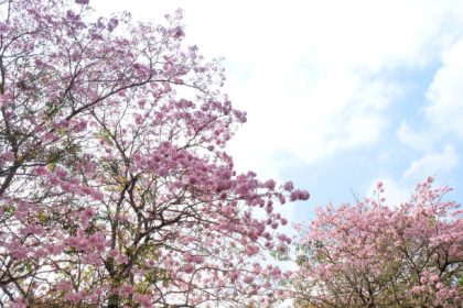 Ilustrasi pohon bunga Tabebuya bermekaran. Sumber foto: iStock