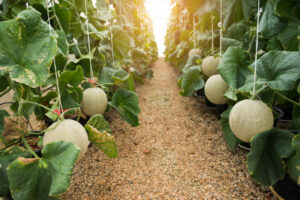 Ilustrasi kebun Melon. Sumber foto: iStock.