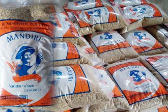 foto benih padi, sumber foto: politeknik negri lampung