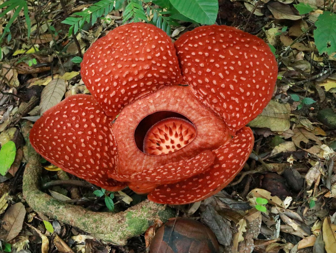 Bunga Raflesia Arnoldi di Bukit Desa Wisata Cipta Karya. Sumber foto : Dok. Kemenparekraf.