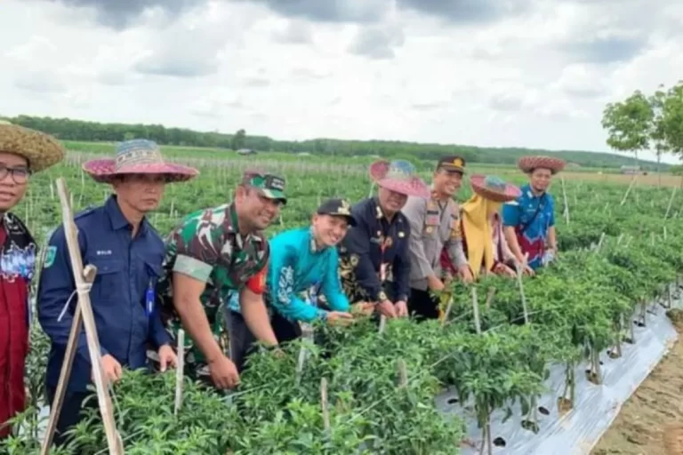 Desa Suka Ramah Penyedia Hasil Hortikultura Hingga Keluar Kalsel Sumber foto: diskominfo.tanahlautkab.go.id