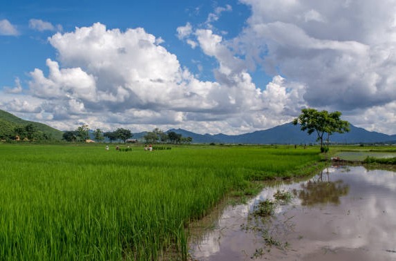 Ilustrasi Kampung Mina Padi, Sumber Foto: Istock