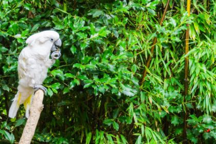 Kakaktua Maluku, Sumber Foto: Istock