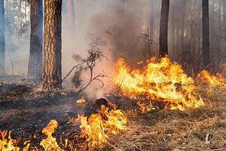 Ilustrasi Karhutla, Sumber Foto: Istock