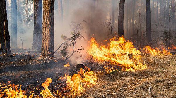 Ilustrasi Karhutla, Sumber Foto: Istock