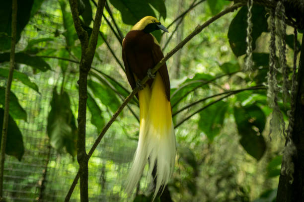 Burung Cendrawasih Papua, Sumber Foto: Istock