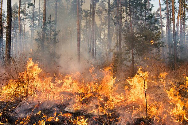 ilustrasi gambar kebakaran hutan, sumber foto: Istok