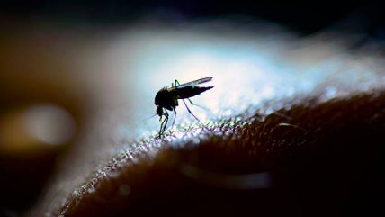 Atasi DBD, Pemkab Buleleng Lepas Nyamuk Wolbachia ke Desa-desa