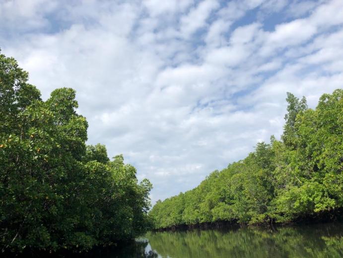 Wisata hutan mangrove Desa Wisata Palaes, Minahasa Utara Sumber Foto: jadesta.kemenparekraf.go.id