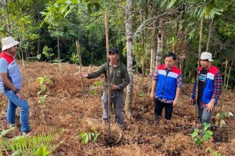 Pertamina kembangkan pelestarian hutan di Dusun Kokolomboi, Sulawesi Tengah Sumber Foto: Istimewa