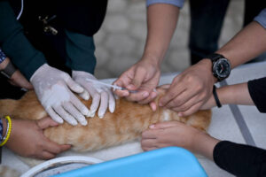 Ilustrasi vaksinasi rabies Sumber Foto: Istockphoto