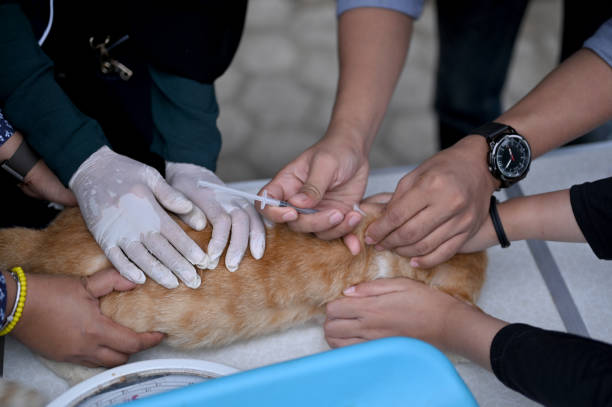 Ilustrasi vaksinasi rabies Sumber Foto: Istockphoto