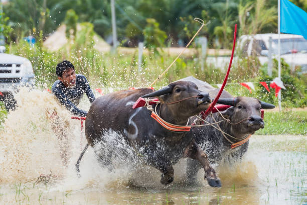 Ilustrasi kerapan kerbau. Sumber foto: iStock.