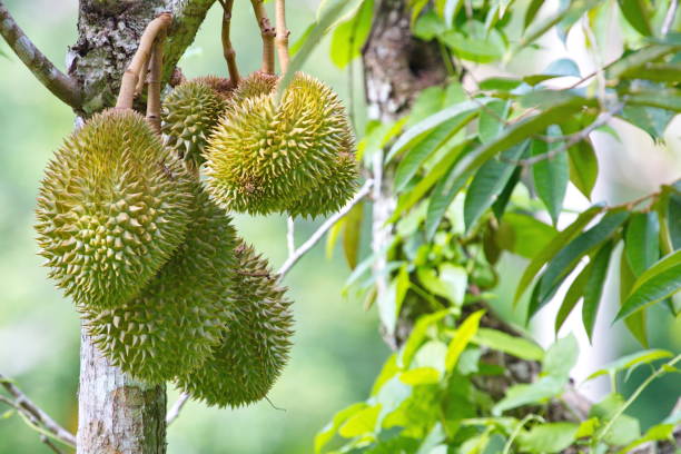 Ilustrasi kebun durian Sumber Foto: Istockphoto