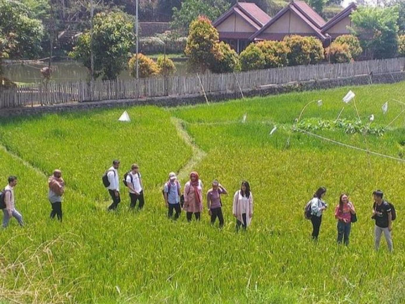 Wisatawan berjalan menuju ke lahan edukasi Pertanian Sawi. Sumber foto : Dok. Kemenparekraf.