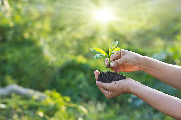 Ilustrasi Penanaman Hutan rakyat, Sumber Foto: Istock