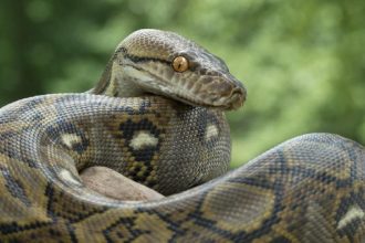 Keterangan foto: foto ular piton, sumber foto: Pixabay.com