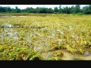 Sekitar 46 hektare sawah milik petani di tiga desa, Kecamatan Kapongan Situbondo digenangi banjir luapan sungai. Sumber Foto : Guido/Ngopibareng.id