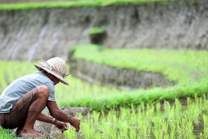Lahan sawah di Kaltim