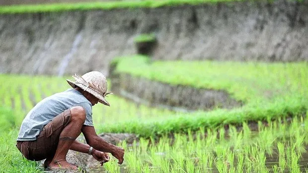 Lahan sawah di Kaltim