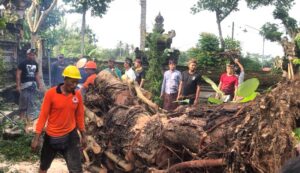 Keterangan: Pohon tumbang akibat hujan deras Sumber foto: Istimewa