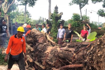 Keterangan: Pohon tumbang akibat hujan deras Sumber foto: Istimewa