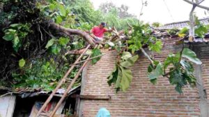 Hujan deras mengakibatkan pohon tumbang menimpa rumah warga di Desa Sumberjatipohon. Sumber: Istimewa.