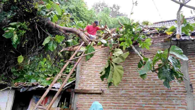 Hujan deras mengakibatkan pohon tumbang menimpa rumah warga di Desa Sumberjatipohon. Sumber: Istimewa.