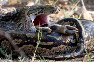 keterangan foto: ular piton makan babi hutan, sumber foto: Pixabay