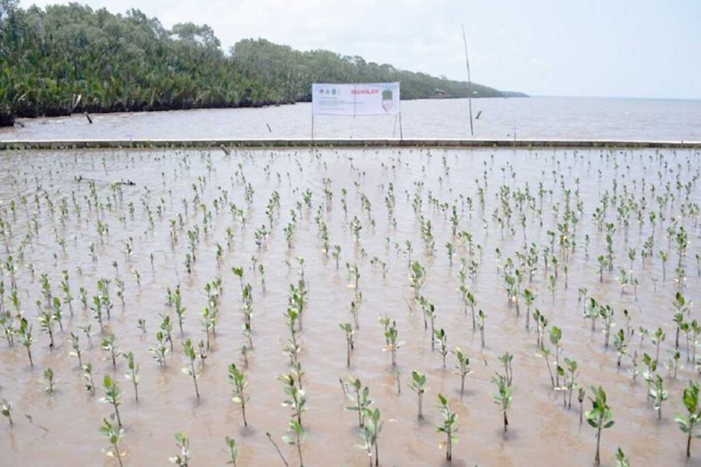 Proyek penanaman bibit mangrove di Desa Sungai Kupah, Kabupaten Kubu Raya, Kalimantan Barat.